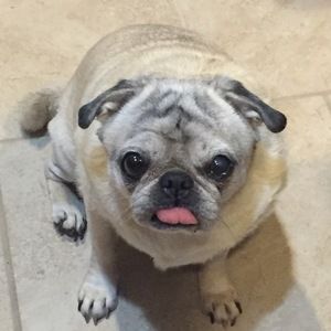 Meet your Posher, Wendy